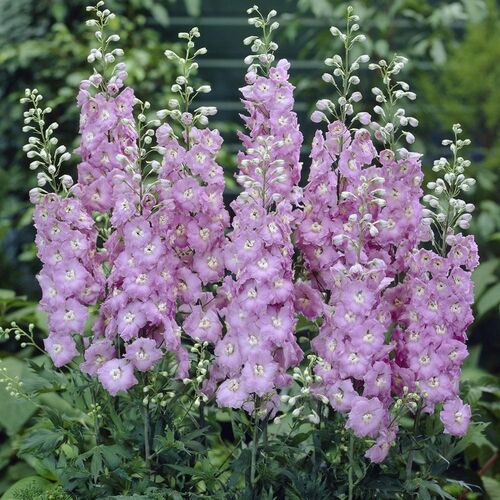 Дельфиниум культурный Астолат/Delphinium cultorum Astolat С3