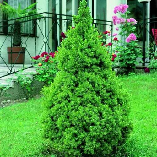 Ель сизая Коника Децембр/Picea glauca Conica December 40-60 С5