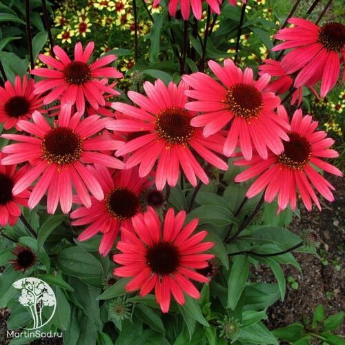 Эхинацея пурпурная Красная Шляпа/Echinacea purpurea Rubrum Hat С3