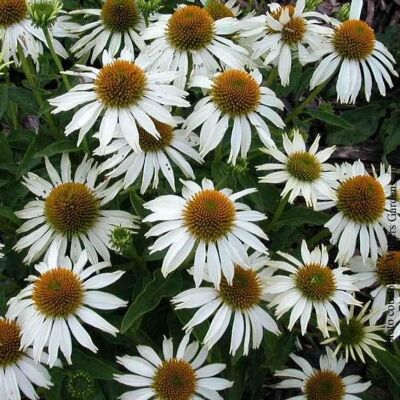 Эхинацея пурпурная Белый Лебедь/Echinacea purpurea White Swan С3