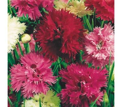 Гвоздика перистая Махровая Сказка/Dianthus plumarius Terry mediocris fabula С3
