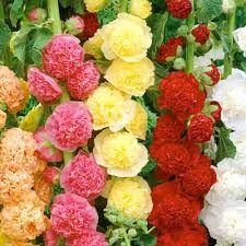 Мальва розовая Пленифлора (gemengd) /Alcea rosea Pleniflora (gemengd) P1.5