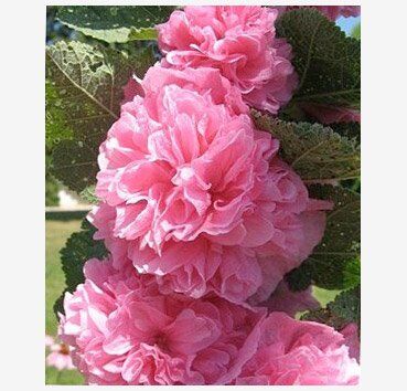 Мальва розовая Пленифлора (rose) /Alcea rosea Pleniflora (rose)  P1.5