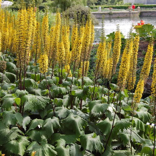 Бузульник узколистный Зэ Рокет/Ligularia stenocephala The Rocket Р1,5