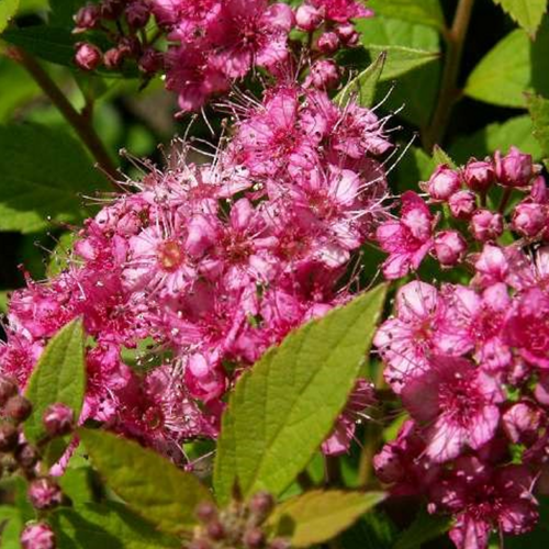Спирея японская Манон/Spiraea japonica Manon 40-60 C7,5 СП