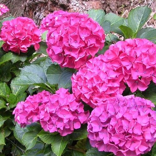 Гортензия крупнолистная Альпенглюхен/Hydrangea macrophylla Alpengluhen С10 Н40-50
