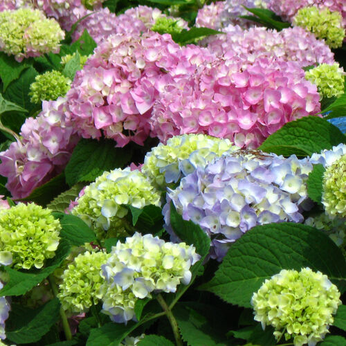 Гортензия крупнолистная Бесконечное Лето (Эндлесс Саммер)/Hydrangea macrophylla Endless Summer С10