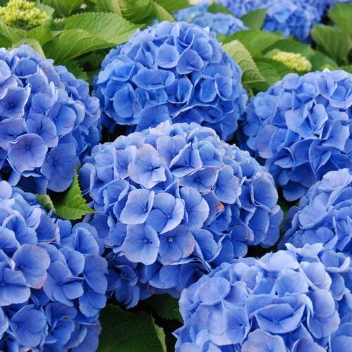 Гортензия крупнолистная Боденси/Hydrangea macrophylla Bodensee 25-30 С5