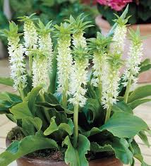 Эвкомис осенний/Eucomis autumnalis