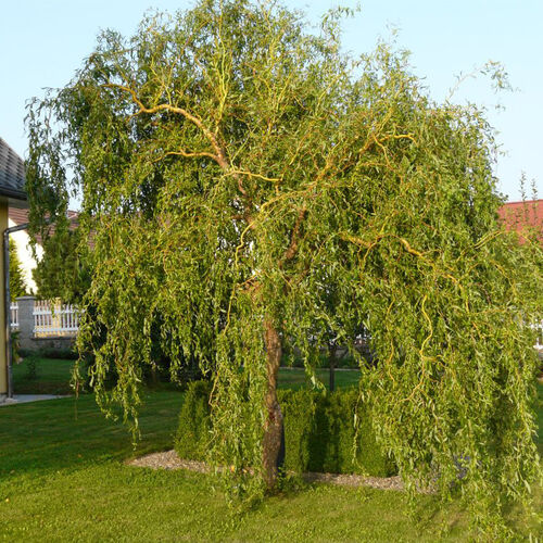 Ива матсудана Эритрофлексуоза/Salix matsudana Erythroflexuosa 120-140 C10