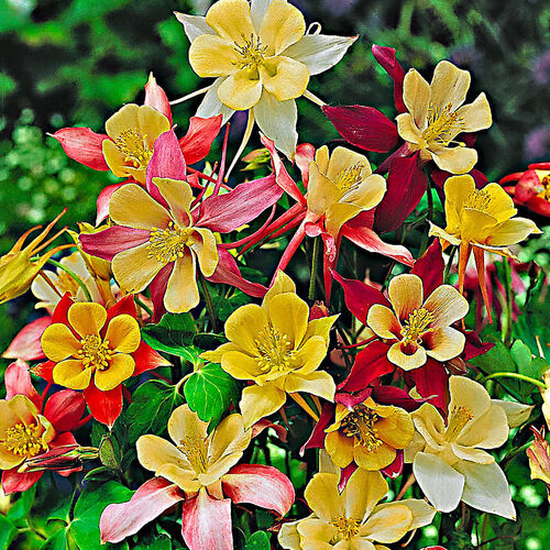 Аквилегия гибридная Миссис Скотт Эллиотт/Aquilegia Mrs Scott Elliott Hybrids Р1,5