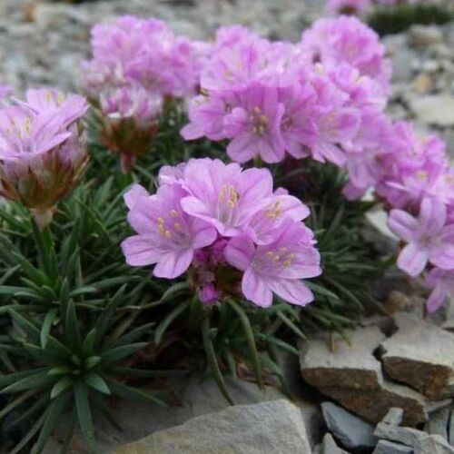 Армерия дернистая/Armeria juniperifolia С3