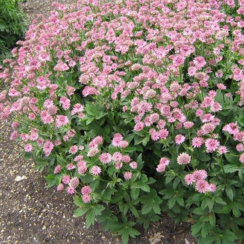 Астранция крупная/Astrantia major С3