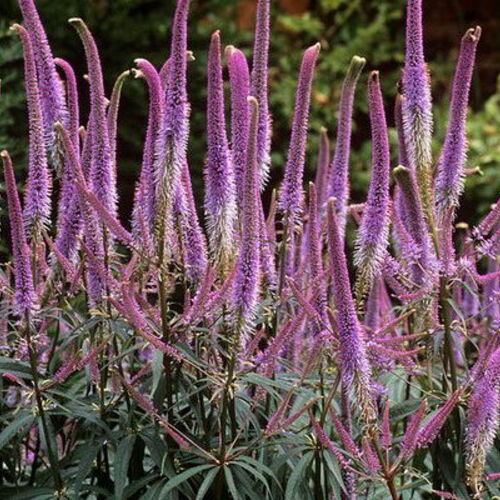 Вероникаструм виргинский/Veronicastrum virginicum С3