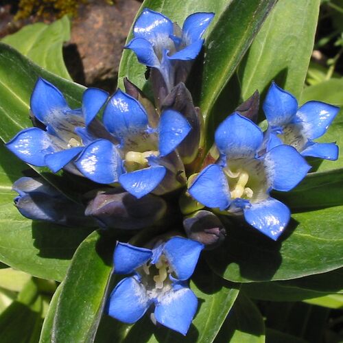 Горечавка крестовидная/Gentiana cruciata С3
