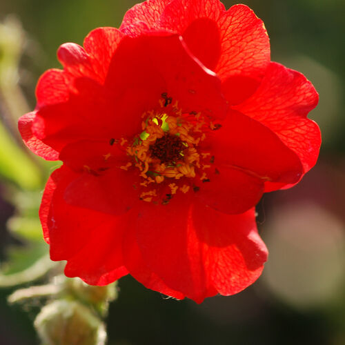 Гравилат чилийский /Geum Chiloense С3
