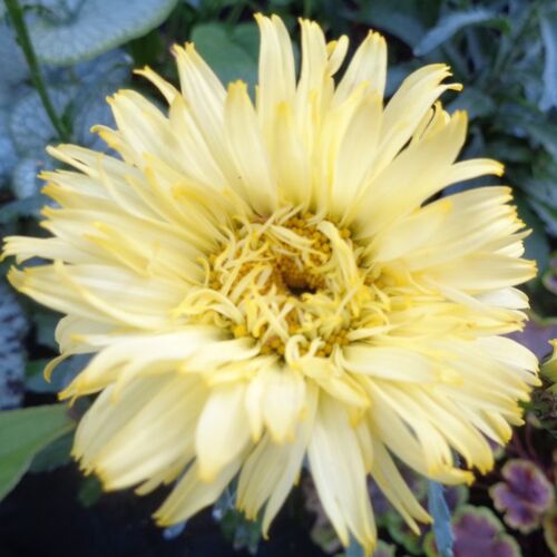Нивяник наибольший Голдсмит/Leucanthemum maximum Goldsmith С3