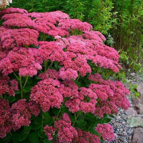 Очиток видный Карл/Sedum spectabile Karl С3