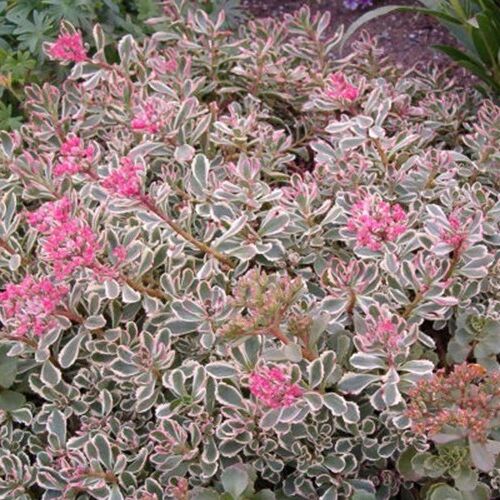 Очиток ложный Триколор/Sedum spurium Tricolor Р1,5