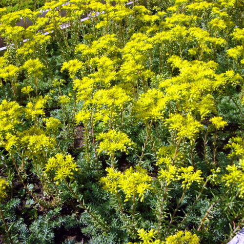 Очиток отогнутый/Sedum reflexum Р1,5