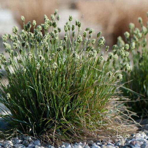 Сеслерия голубая/Sesleria caerulea С3