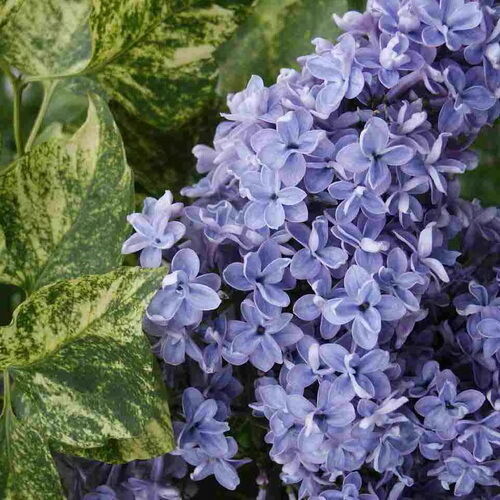 Сирень обыкновенная Аукубофолия/Syringa vulgaris Aucubaefolia С3