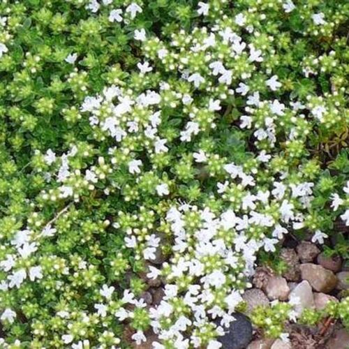 Тимьян ранний Альбифлорус/Thymus praecox Albiflorus С2
