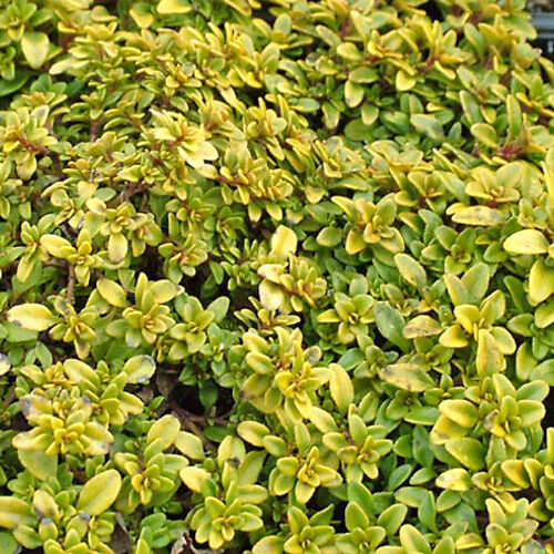 Тимьян лимоннопахнущий Бертрам Андерсон/Thymus citriodorus Bertram Anderson Р1,5