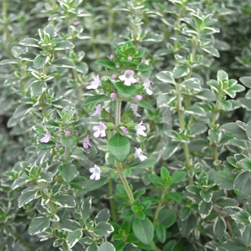 Тимьян лимоннопахнущий Банблаттриг/Thymus citriodorus Buntblattrig С2