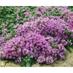 Тимьян ранний Халлс Вар. Роза/Thymus praecox Hall Var.Rosa Р1,5
