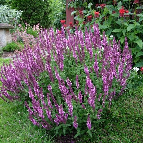Шалфей (сальвия) дубравный Розовая Королева/Salvia nemorosa Rose Queen С3