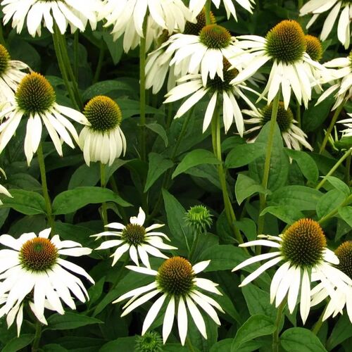 Эхинацея пурпурная Уйат Свон/Echinacea purpurea White Swan С3