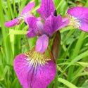 Ирис сибирский Рэд Флэйр/Iris sibirica Red Flaire C2