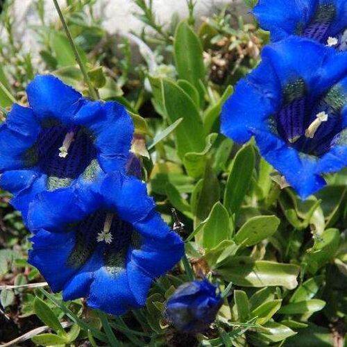 Горечавка динарская/ Gentiana dinarica