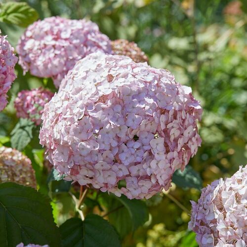 Гортензия древовидная Кандибелле Маршмеллоу /Hydrangea arborescens Candybelle Marshmallo C3