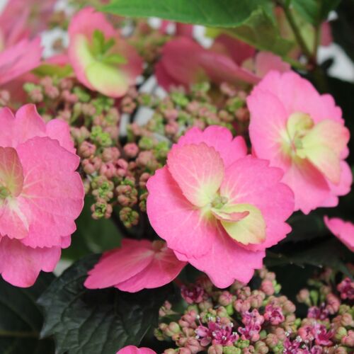Гортензия крупнолистная Кэнди Новелти/Hydrangea macrophylla Candy Novelty C3