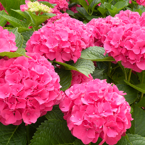 Гортензия крупнолистная Мася/Hydrangea macrophylla Masja  P9