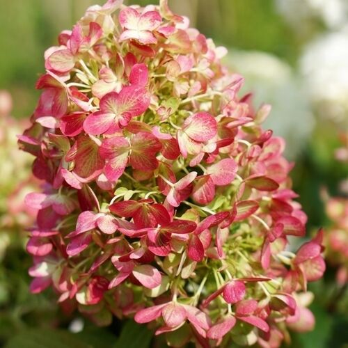 Гортензия метельчатая Граффити/Hydrangea paniculata Graffiti  40-60 С3