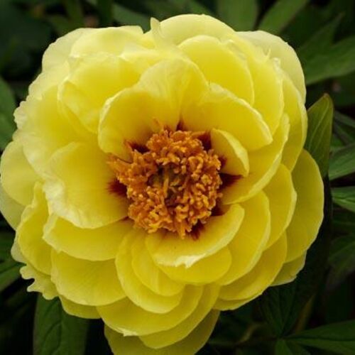 Пион древовидный Хай Нун/Paeonia suffruticosa Hei Noon С10