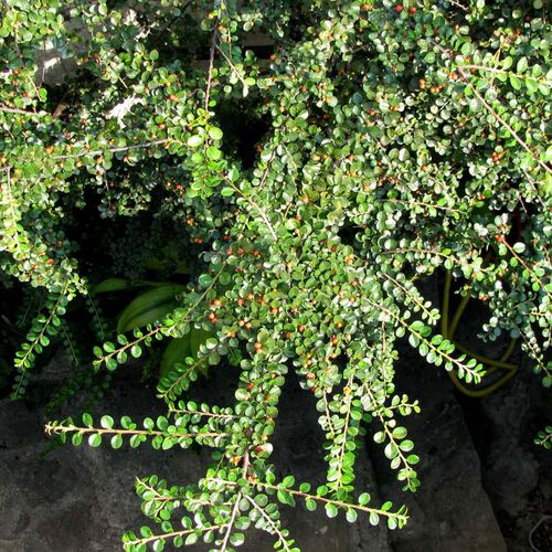 Кизильник самшитолистный Нана/Cotoneaster buxifolius Nana 10-15 C1