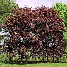 Клен остролистный Фассенз Блэк/Acer platanoides Faassen’s Black 300-350 С50