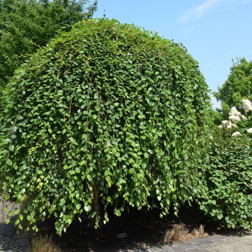 Береза черная Саммер Каскад /Betula nigra Summer Cascade 80-100 С21f