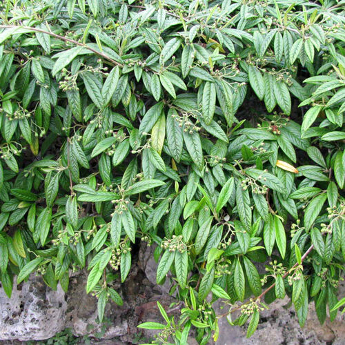 Кизильник иволистный Мини Симпатия/Cotonester salicifolia Mini Sympathia 10-15 С1