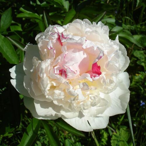 Пион травянистый Аваланш/Paeonia herbaceous Avalanche С3