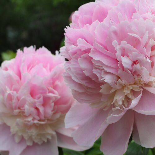 Пион травянистый Ангел Чикс/Paeonia herbaceous Angel Cheeks С3