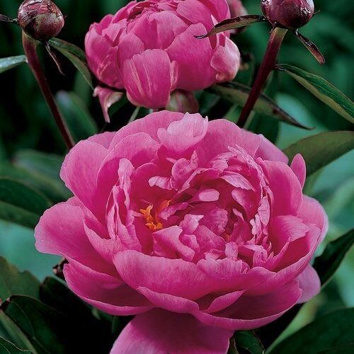 Пион травянистый Бушела/Paeonia herbaceous Bouchela С3