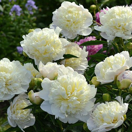 Пион молочноцветковый Дюшес де Немороуз/Paeonia lactiflora Duchesse de Nemours С3