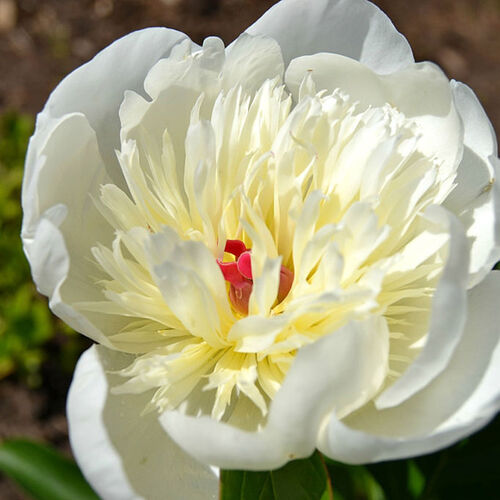 Пион травянистый Иммакуле/Paeonia herbaceous Immaculee С3