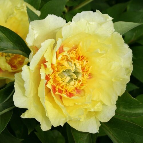 Пион ИТО гибрид Шайнинг Лайт/Paeonia Itoh-hybrid Shining Light С5