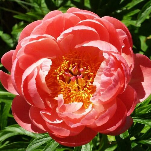 Пион травянистый Корал Шарм/Paeonia herbaceous Coral Charm С3